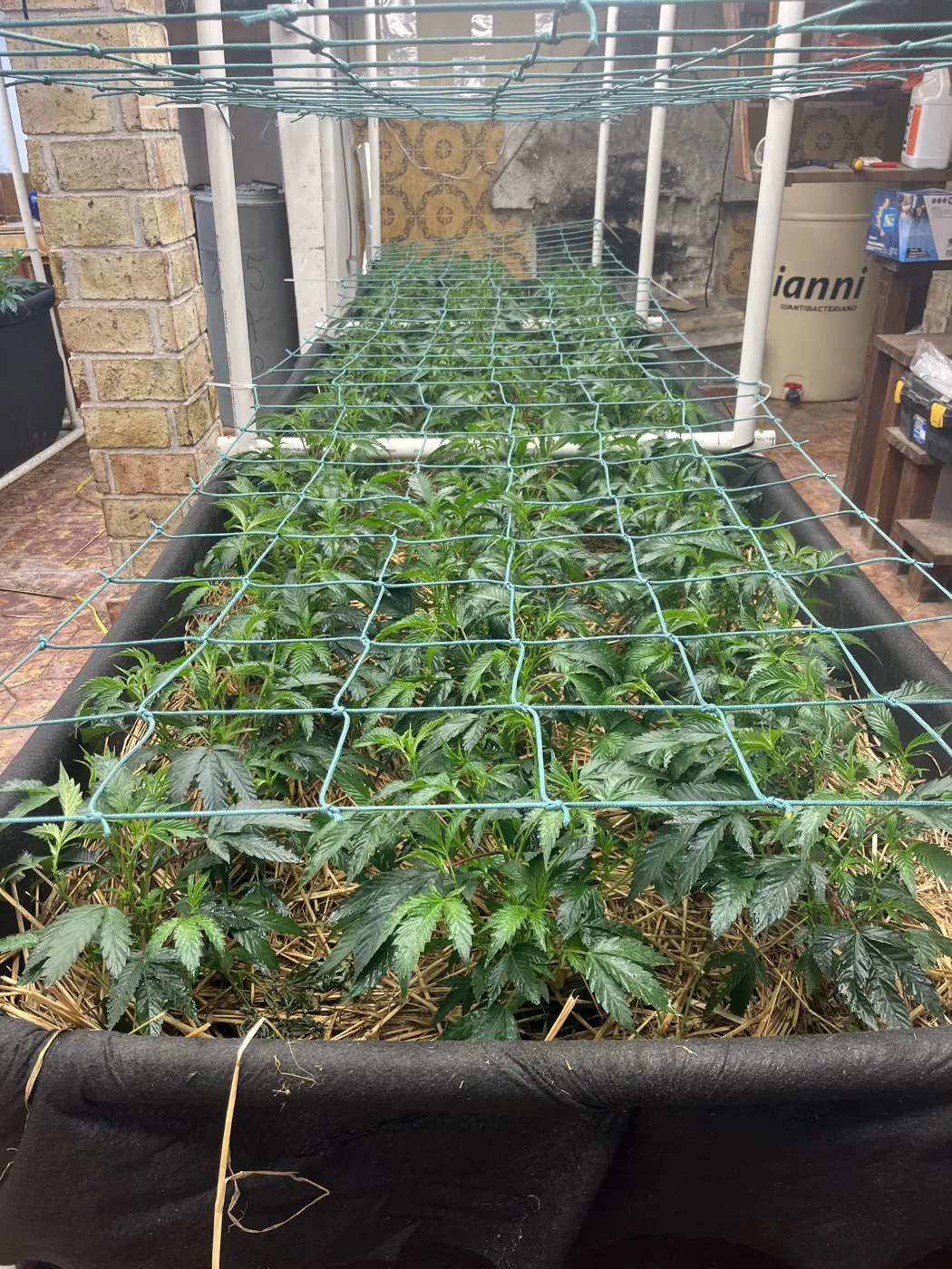 Camas de cultivo en invernadero