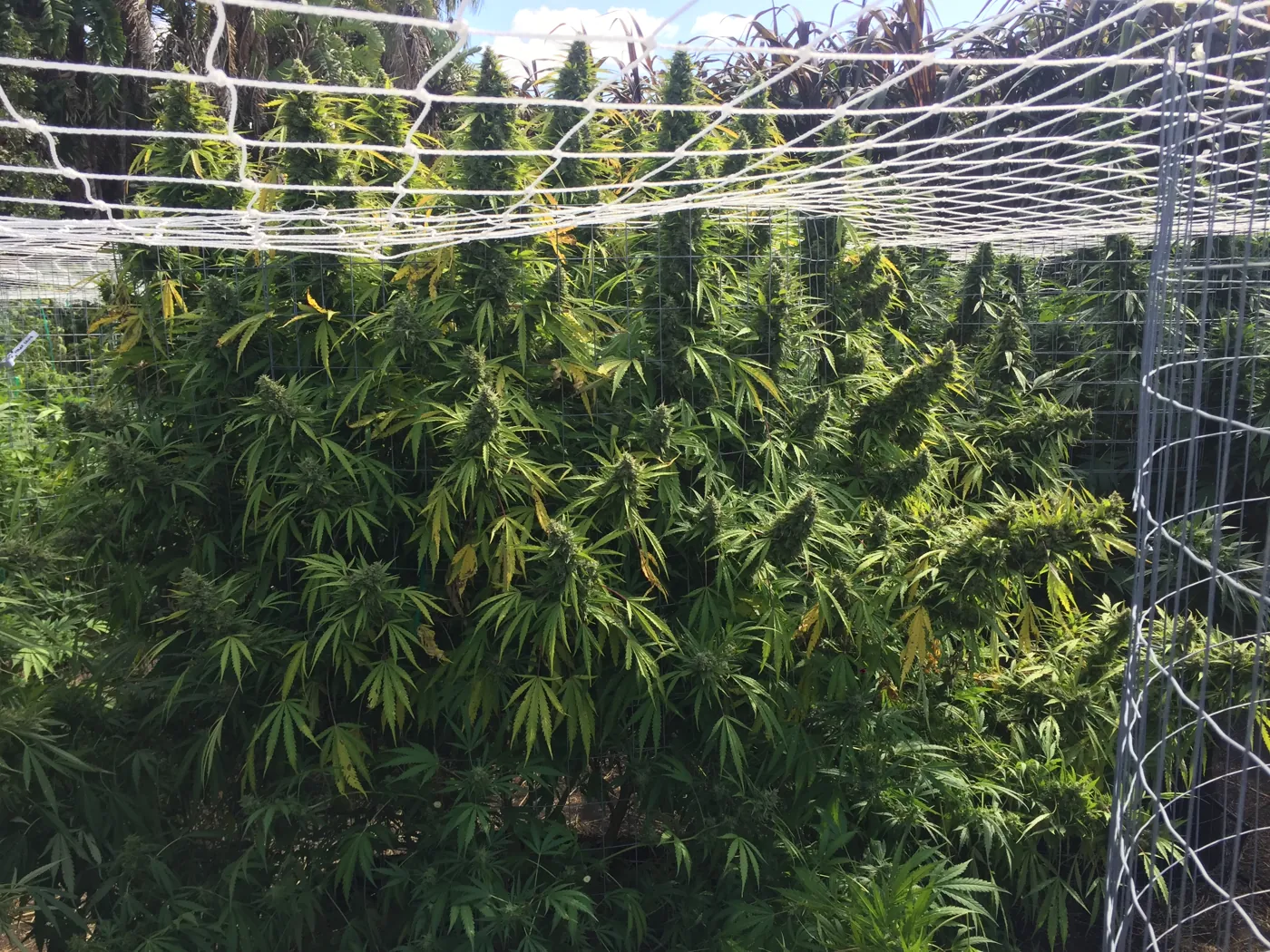 Canopia pareja bajo red de cultivo
