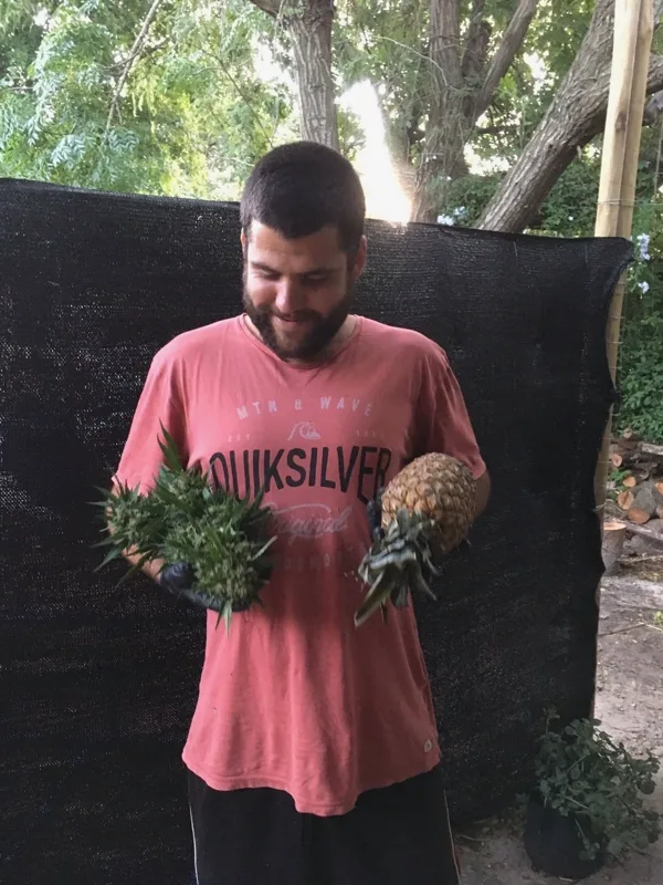 Cultivador mostrando cosecha
