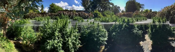 Jardín outdoor con trellis