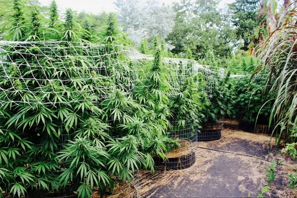 Plantas imponentes con soporte