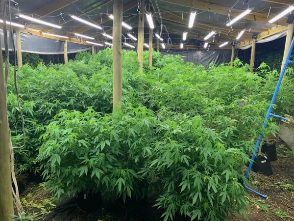 Canopy indoor exuberante
