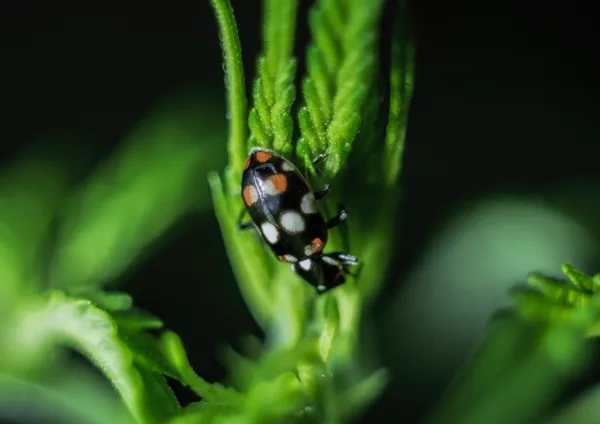 Insectos benéficos