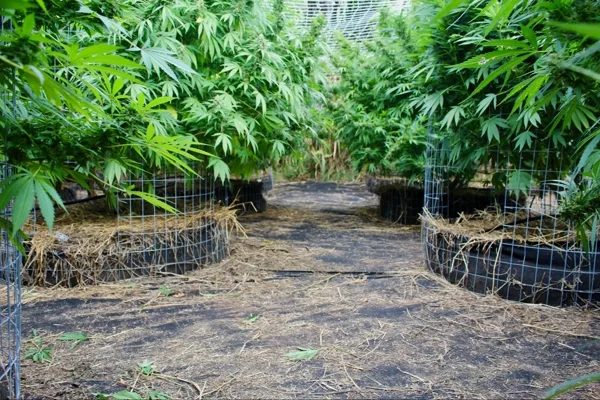 Caminando entre plantas