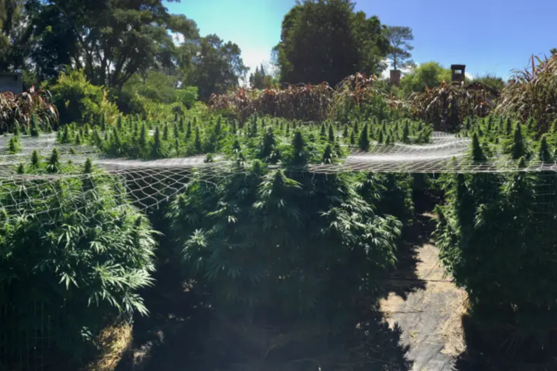 Federico Sicardi - Experiencia