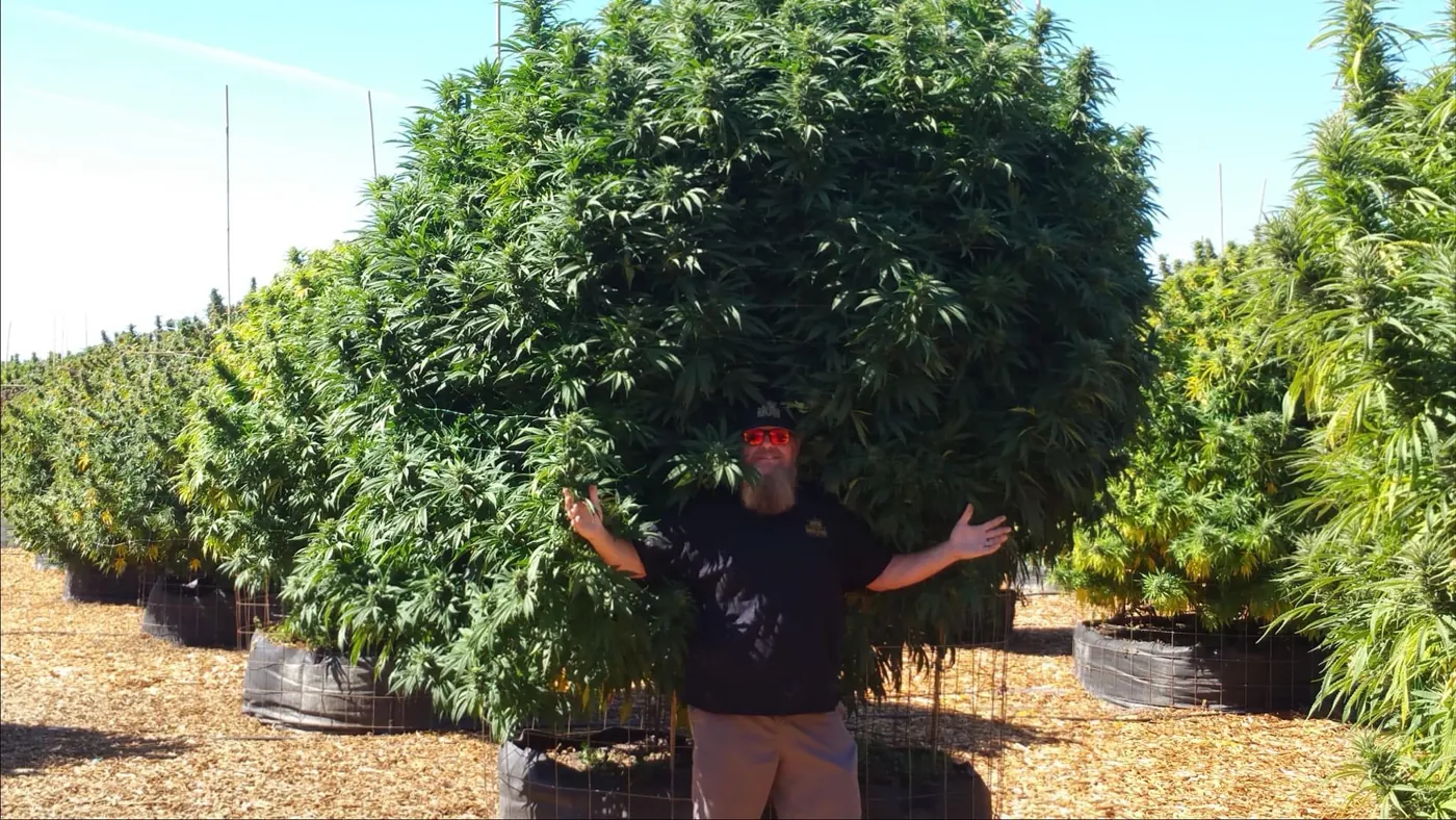 Trabajando entre plantas de gran porte