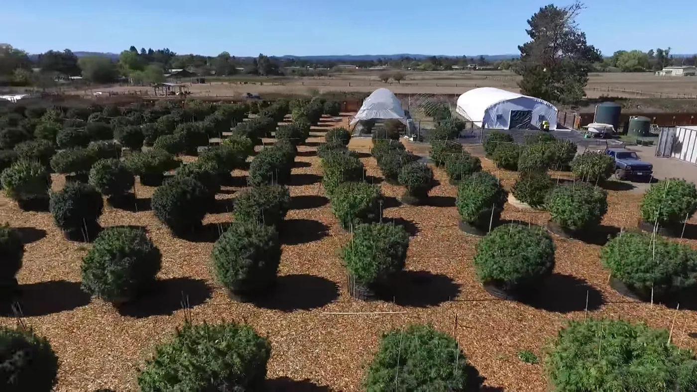 Filas de plantas a escala de granja