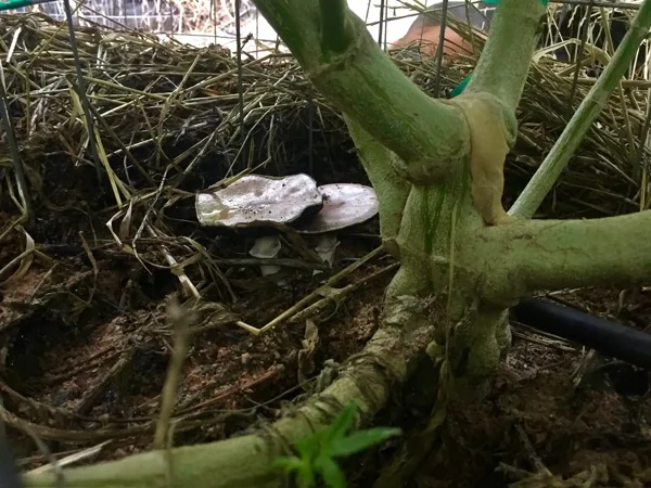 Hongos en suelo vivo