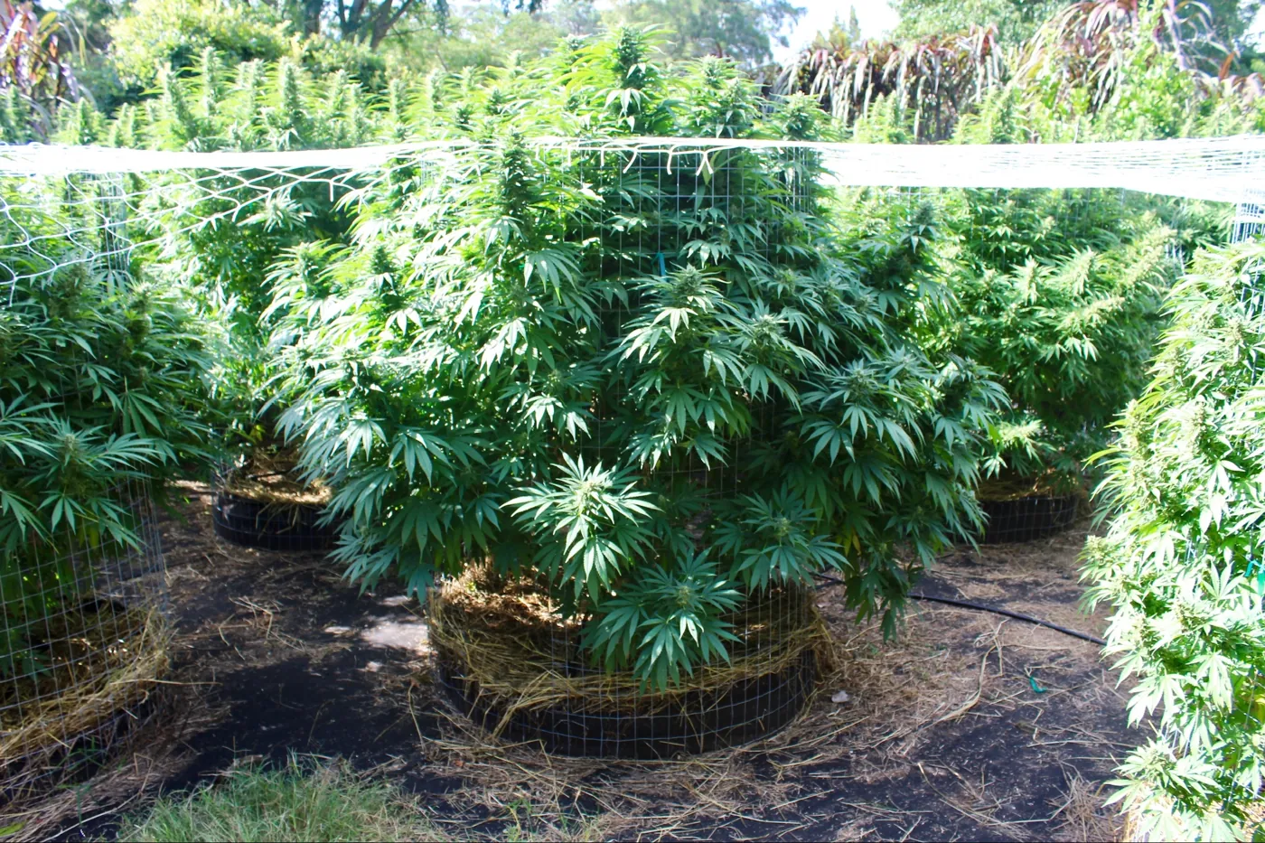 Plantas outdoor entutoradas en jaulas