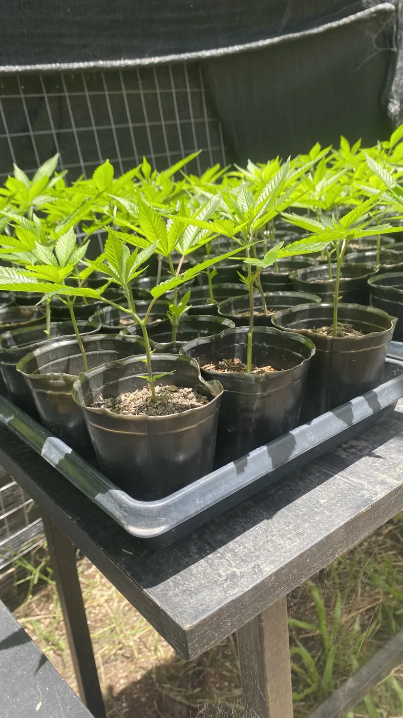 Plantines en racks de nursery