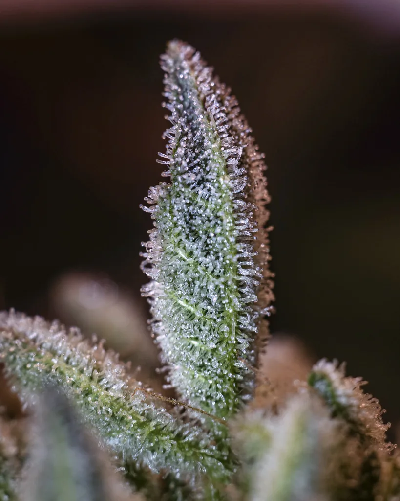 Espiga de flor escarchada