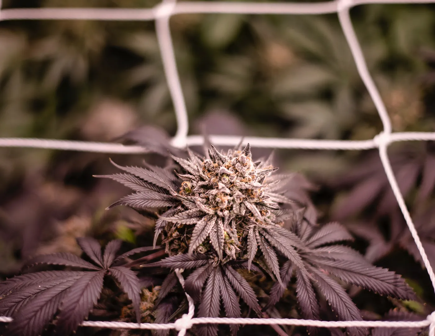 Flor violeta madura en cultivo entutorado